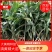 多花姜型滇黄精大苗大黄精种苗鸡头黄精保质保量