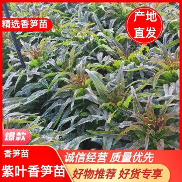 云南香笋苗-紫叶香笋苗绿叶香笋苗-品种齐全-质优价廉
