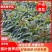 云南香笋苗-紫叶香笋苗绿叶香笋苗-品种齐全-质优价廉
