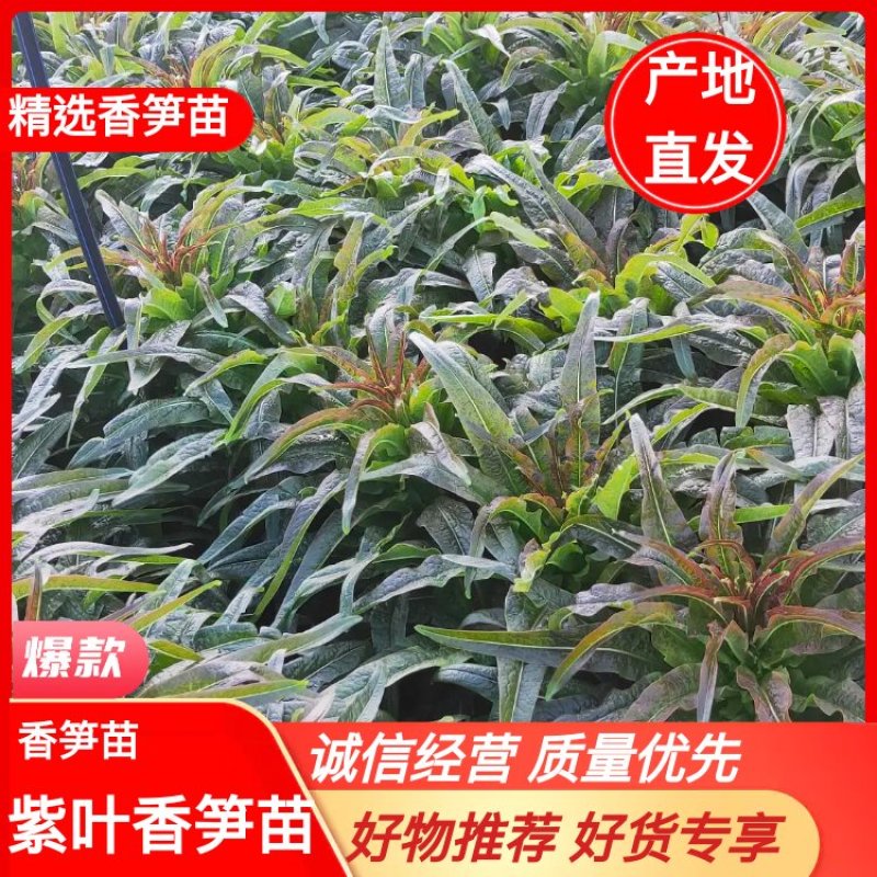 云南香笋苗-紫叶香笋苗绿叶香笋苗-品种齐全-质优价廉