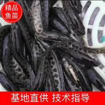 【荐】黑鱼乌鱼财鱼杂交黑鱼苗黑鱼活体运输视频欢迎采购