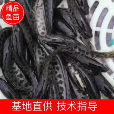 【荐】黑鱼乌鱼财鱼杂交黑鱼苗黑鱼活体运输视频看货欢迎采购