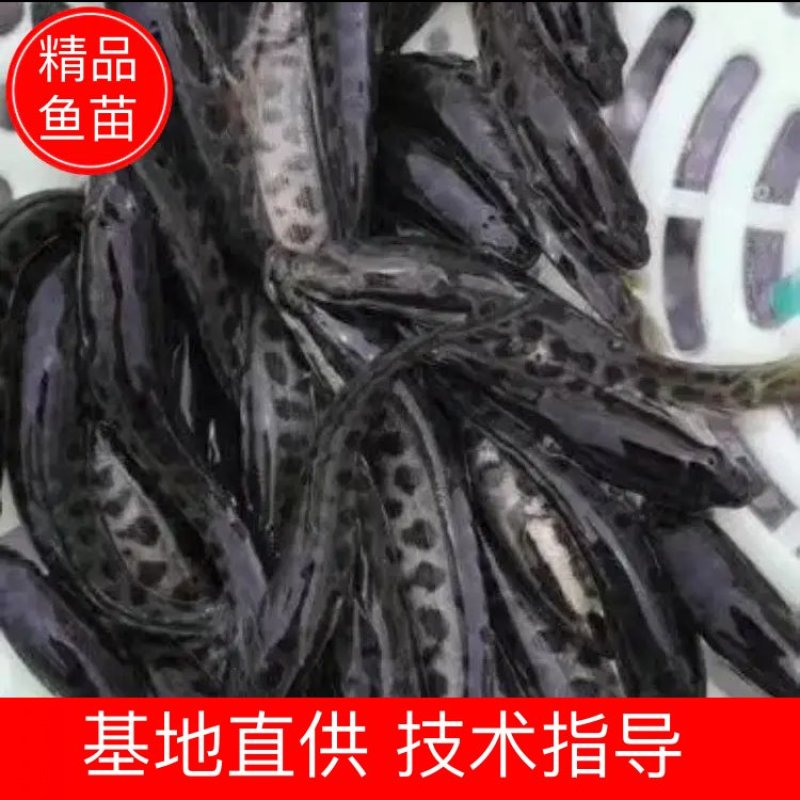 【荐】黑鱼乌鱼财鱼杂交黑鱼苗黑鱼活体运输视频看货欢迎采购
