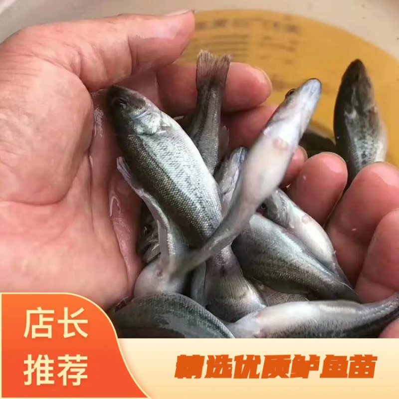 【荐】鲈鱼苗优质加州鲈鱼苗浙江鲈鱼苗活体运输视频看货选货