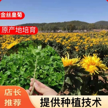 【精选】菊花苗包成活基地直发，一手货源，品种繁多，欢迎采