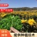 【精选】菊花苗包成活基地直发，一手货源，品种繁多，欢迎采
