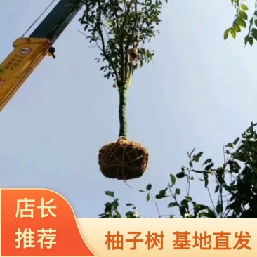 柚子树自产自销，规格齐全货源充足，诚信合作，一件代购。
