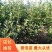 香泡苗规格齐全自产自销，一件代发，整车代购，诚信合作