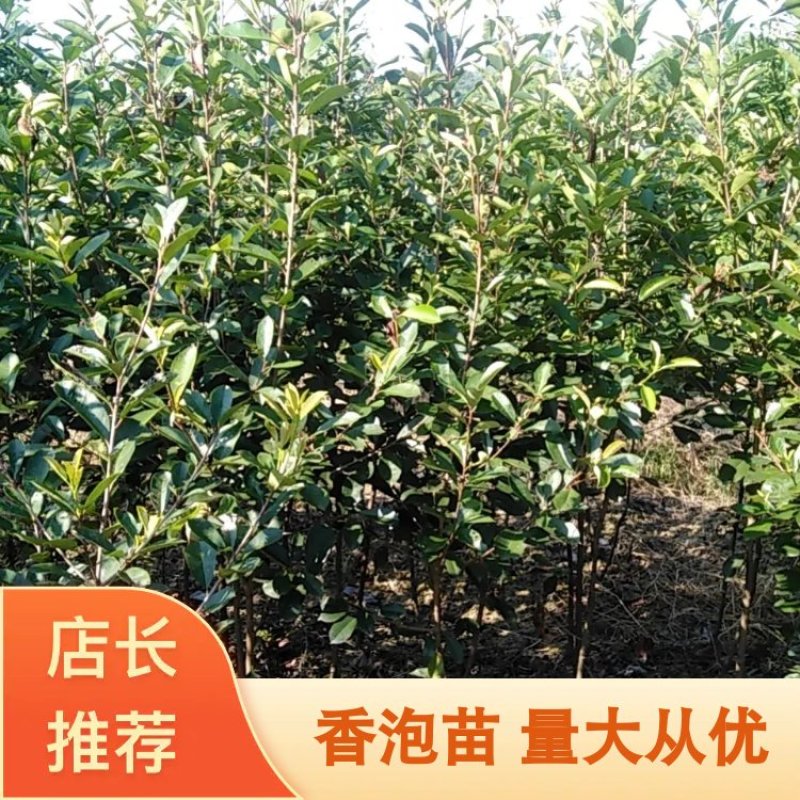 香泡苗规格齐全自产自销，一件代发，整车代购，诚信合作