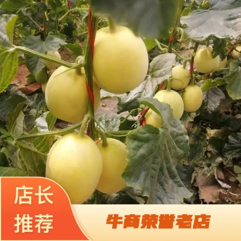 青州产区的星甜甜瓜皮薄肉厚，酥脆香甜，入口即化，个头均匀