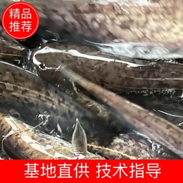 14-16公分大口鲶鱼苗，价格实惠欢迎各位老板下单