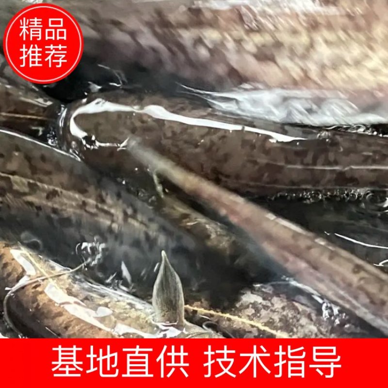 14-16公分大口鲶鱼苗，价格实惠欢迎各位老板下单