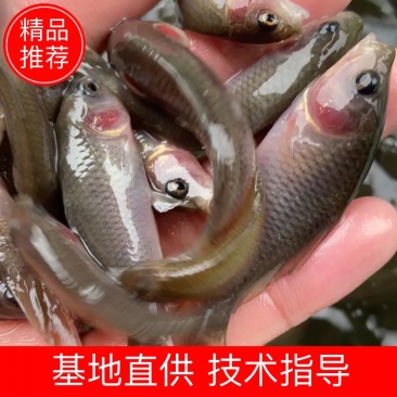 出售大量禾花鲤鱼苗，价格实惠欢迎各位新老顾客咨询购苗！