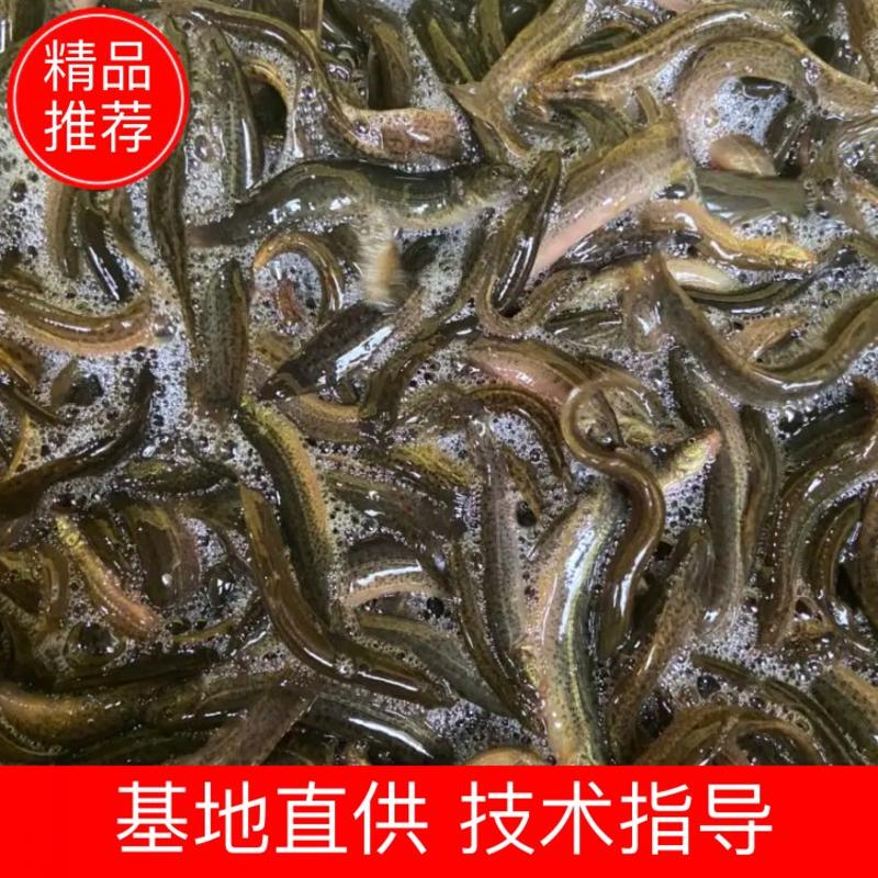 大量出售优质台湾泥鳅，价格实惠欢迎各位老板咨询！