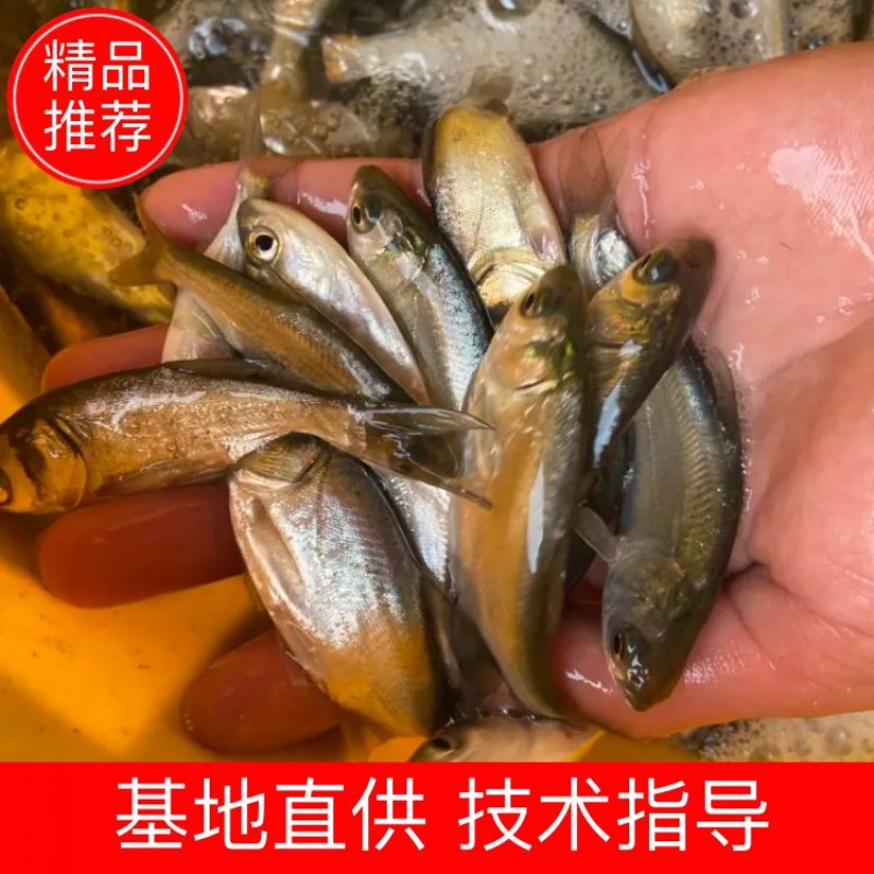 出售大量优质白鲢鱼苗，价格实惠，市场热卖！