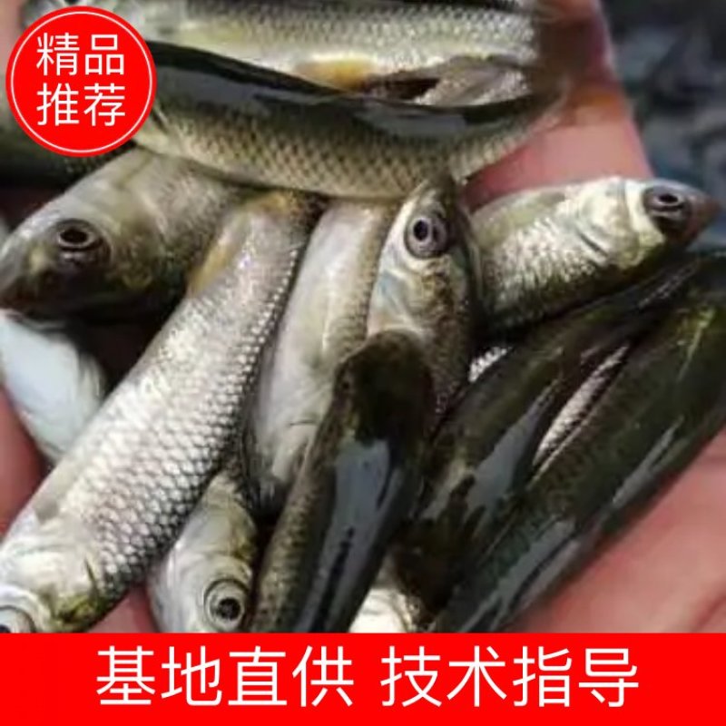 出售大量4-6公分优质草鱼苗，价格实惠，市场热卖！