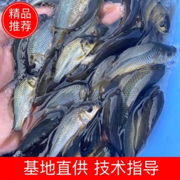 出售大量鲤鱼鱼苗，建鲤，单性鲤，价格优惠。