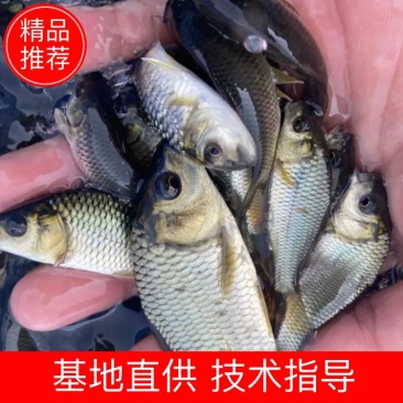 出售大量鲤鱼鱼苗，建鲤，单性鲤，价格优惠。