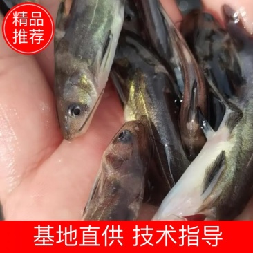 出售黄骨鱼苗，黄辣丁，杂交黄骨鱼苗，苗量充足。