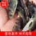出售黄骨鱼苗，黄辣丁，杂交黄骨鱼苗，苗量充足。