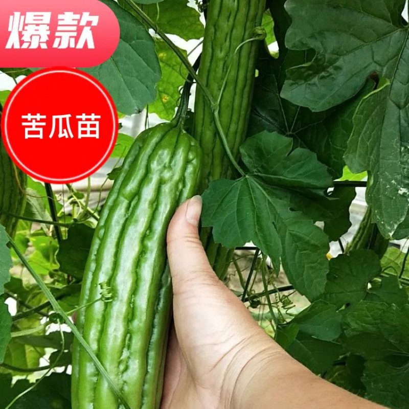 大肉油瓜苗（抗性好，产量高，）直生苗，嫁接苗