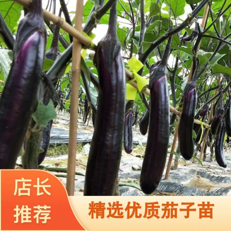 紫红茄苗(实生苗)出口长茄，中茄（嫁接苗）
