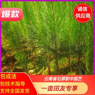 松树杯苗、荒山绿化树种。各种规格的美织袋苗。