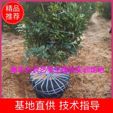 杨梅大树，各规格已挂果杨梅袋苗。欢迎联系。
