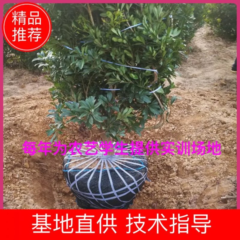 杨梅大树，各规格已挂果杨梅袋苗。欢迎联系。