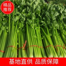 【芹菜】金乡西芹万亩基地直供量大从优供应全国
