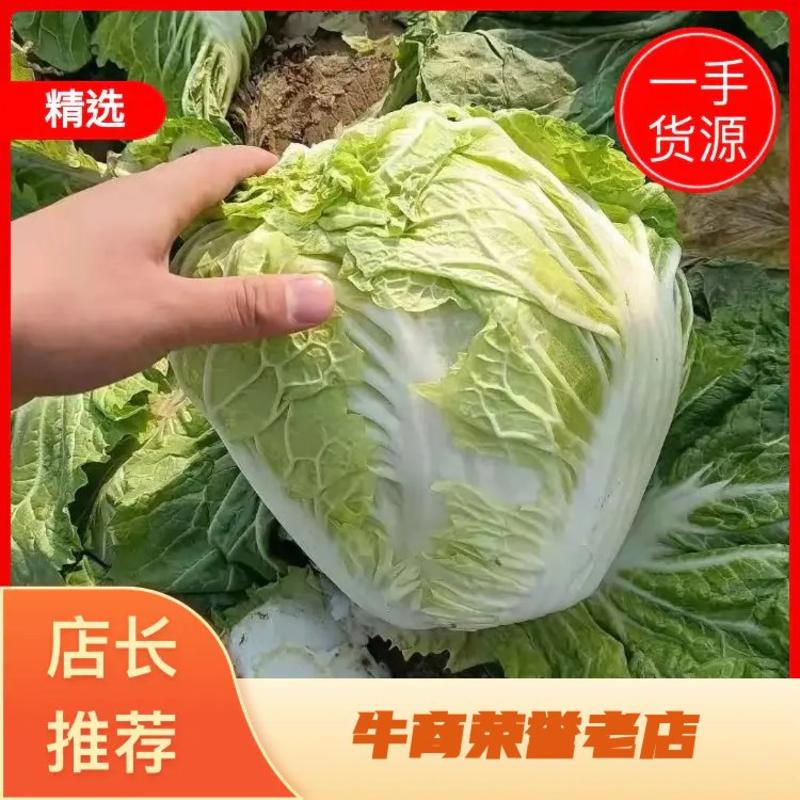 新鲜小包，868，大头白菜，价格优惠，质量保证，