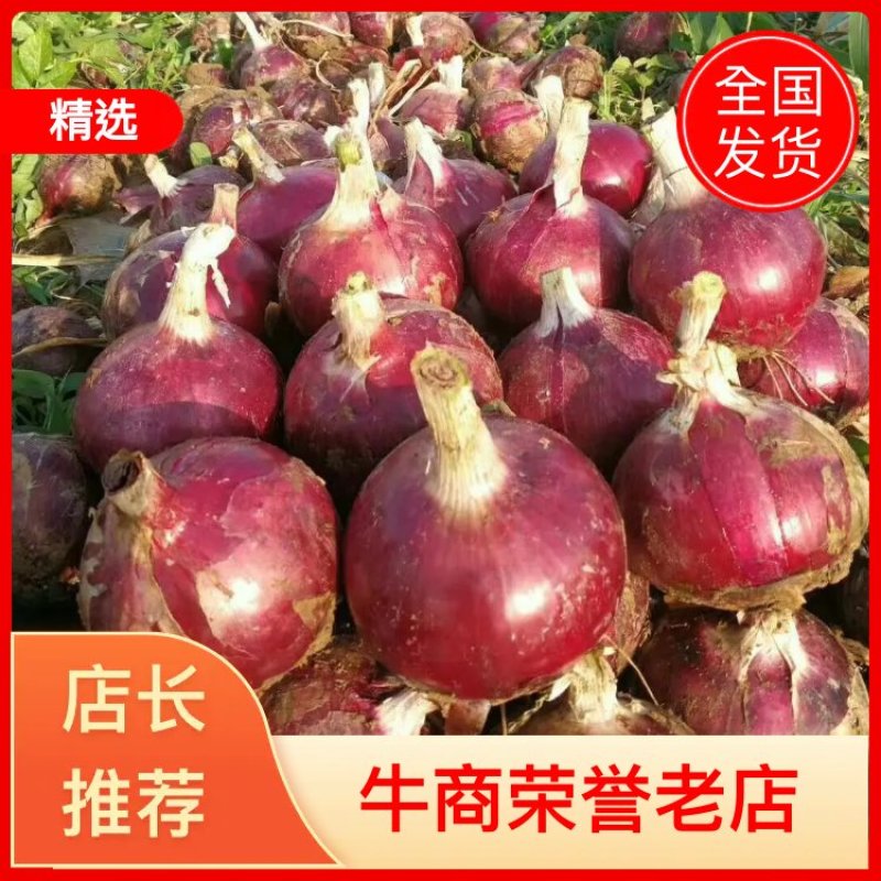 【诚信商家】产地直供二红洋葱红皮洋葱万亩基地质量保证！