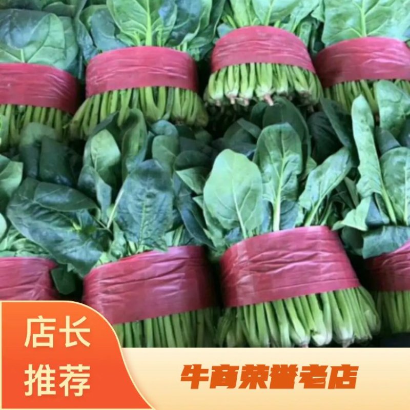 【推荐】山东菠菜25~30厘米产地直发商超货