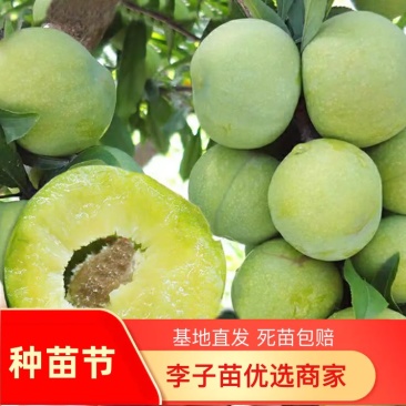 嫁接李子树苗蜂糖李树苗南方北方种植早熟地栽苗盆栽苗