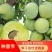 嫁接李子树苗蜂糖李树苗南方北方种植早熟地栽苗盆栽苗