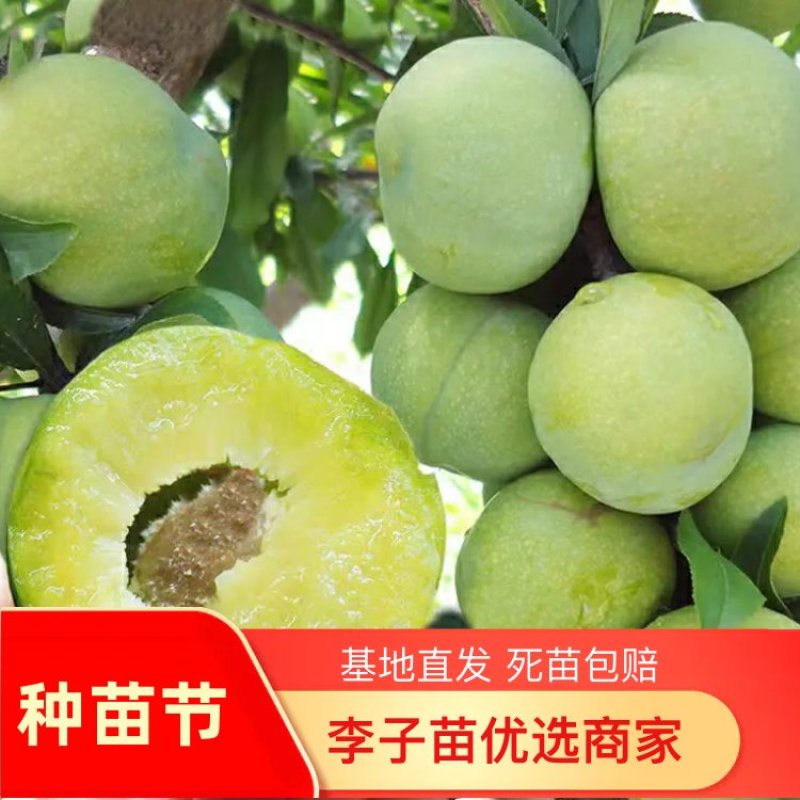 嫁接李子树苗蜂糖李树苗南方北方种植早熟地栽苗盆栽苗