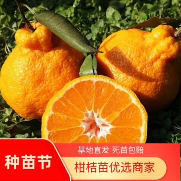【聚便宜】正宗丑八怪橘子苗不知火丑橘树苗丑柑苗南方种植