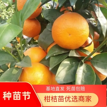 正品无核沃柑苗已经开花当年挂果提供技术支持