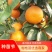 正品无核沃柑苗已经开花当年挂果提供技术支持