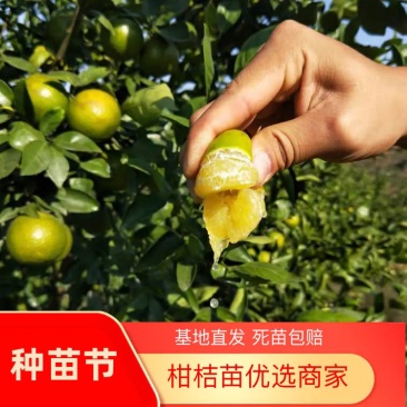 皇帝柑树苗，不知火苗，丑橘树苗，正宗德庆贡柑苗，