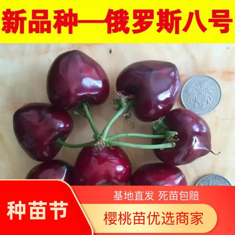 俄罗斯八号大樱桃树苗新品耐寒嫁接8号南方北方种植