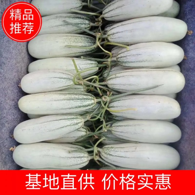 【甜瓜】精品博洋61大量上市皮薄多汁坏单包赔全国发货