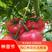 抗高温西红柿苗大果早熟耐裂抗线虫抗重茬高产粉果番茄苗