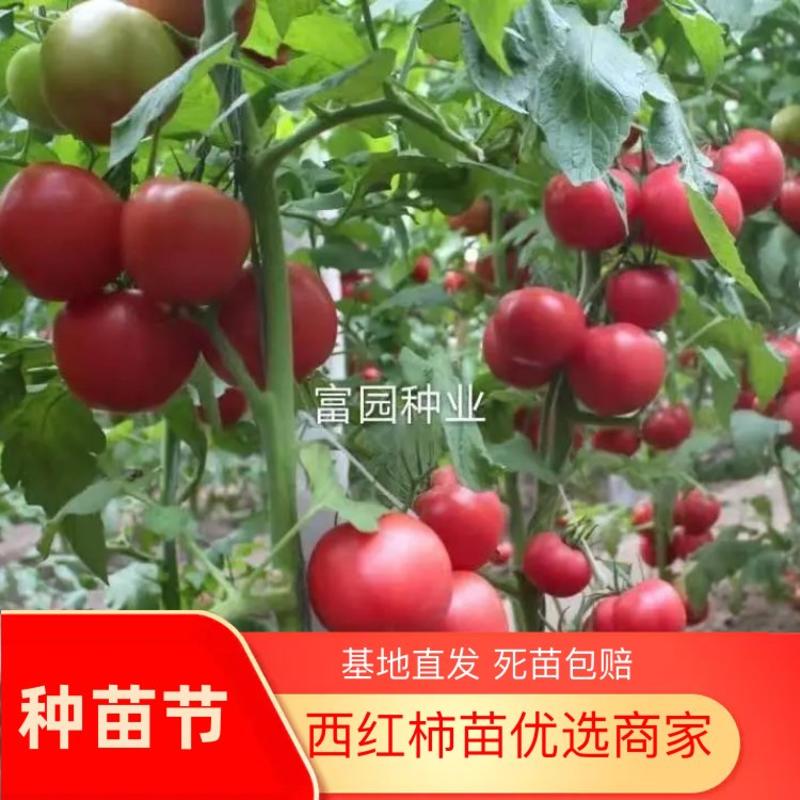 西红柿苗口感好大果沙瓤抗病毒抗重茬线虫苗粗苗壮