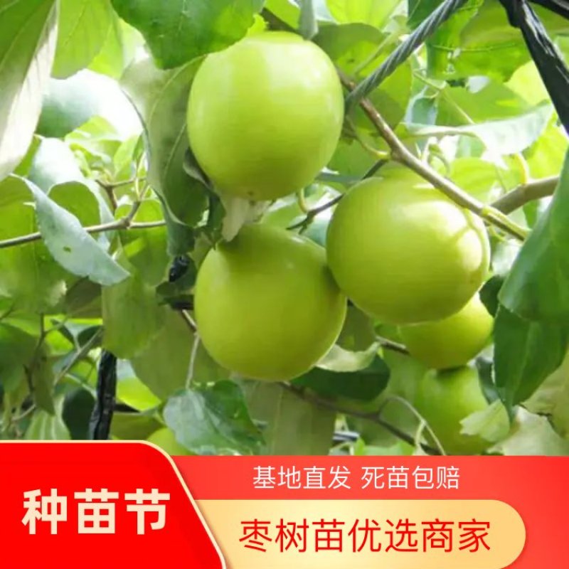 台湾牛奶大青枣树苗枣树嫁接苗南方盆栽地栽青枣苗