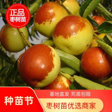 冬枣苗小枣苗枣树苗苗圃基地直销品种纯正免费提供技术
