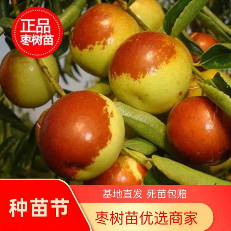 冬枣苗小枣苗枣树苗苗圃基地直销品种纯正免费提供技术