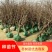 山东枣苗基地直供小枣苗冬枣苗占地枣树品种全价格低