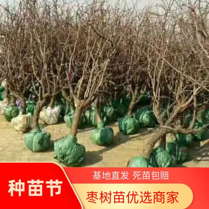 山东枣苗基地直供小枣苗冬枣苗占地枣树品种全价格低