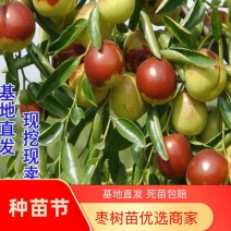 占地枣树苗小枣苗冬枣苗基地直供现挖现发免提供技术